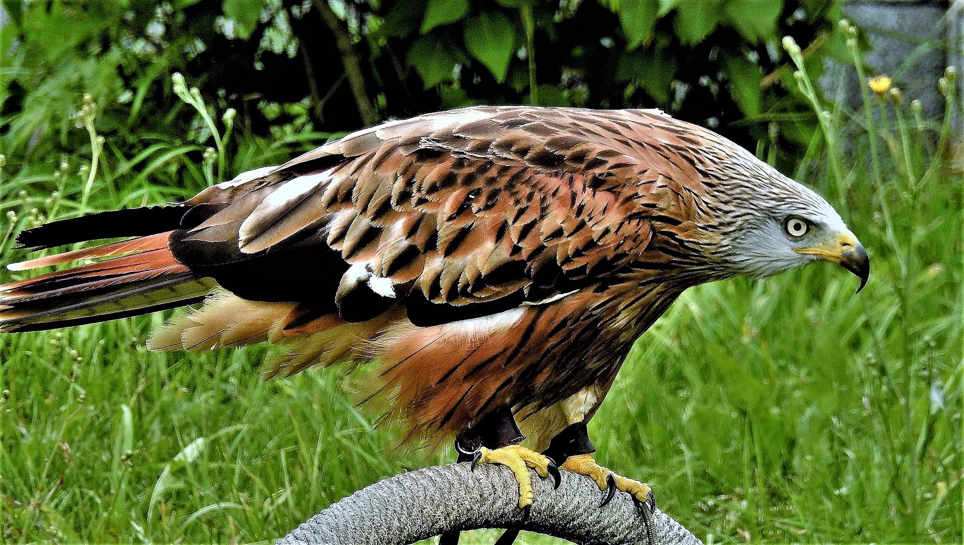 Rotmilan im Eulenpark 