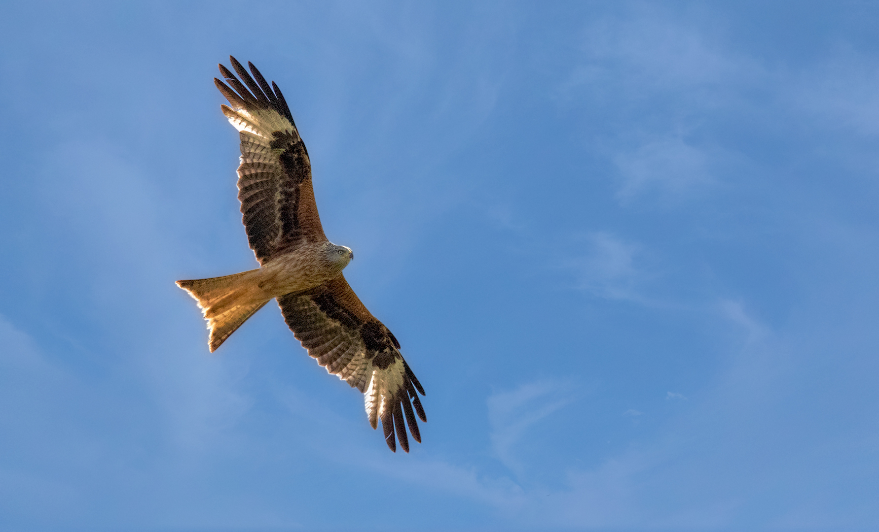 Rotmilan im Flug 003