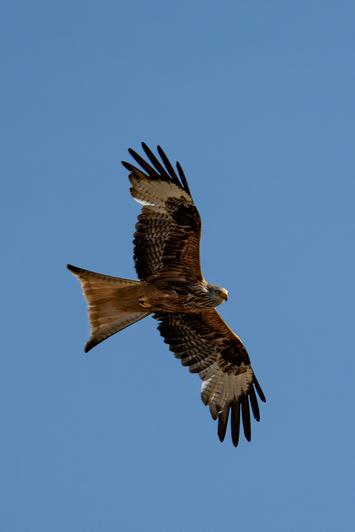 Rotmilan im Flug