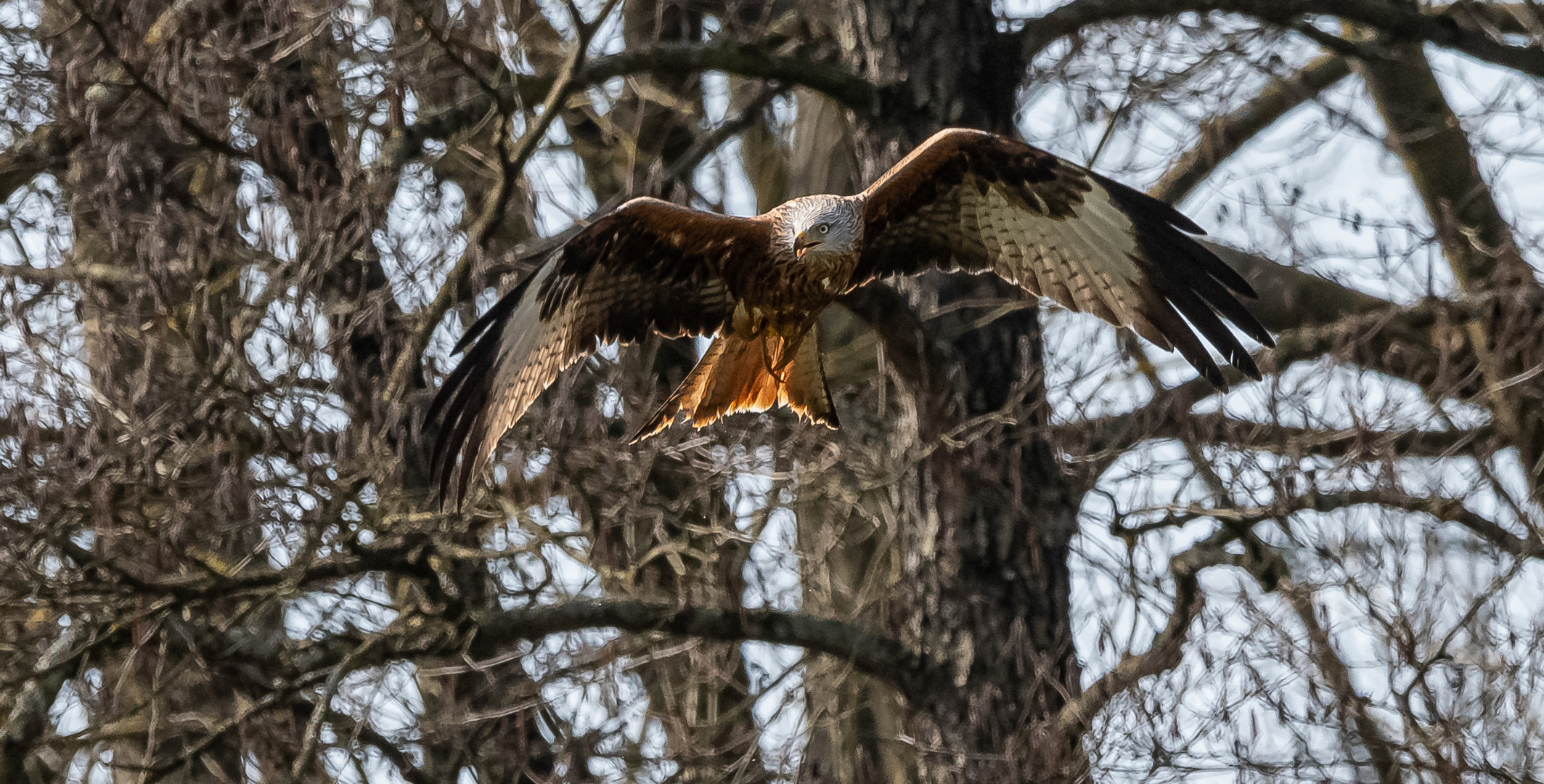 Rotmilan im Flug ...