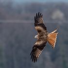 Rotmilan im Flug ...