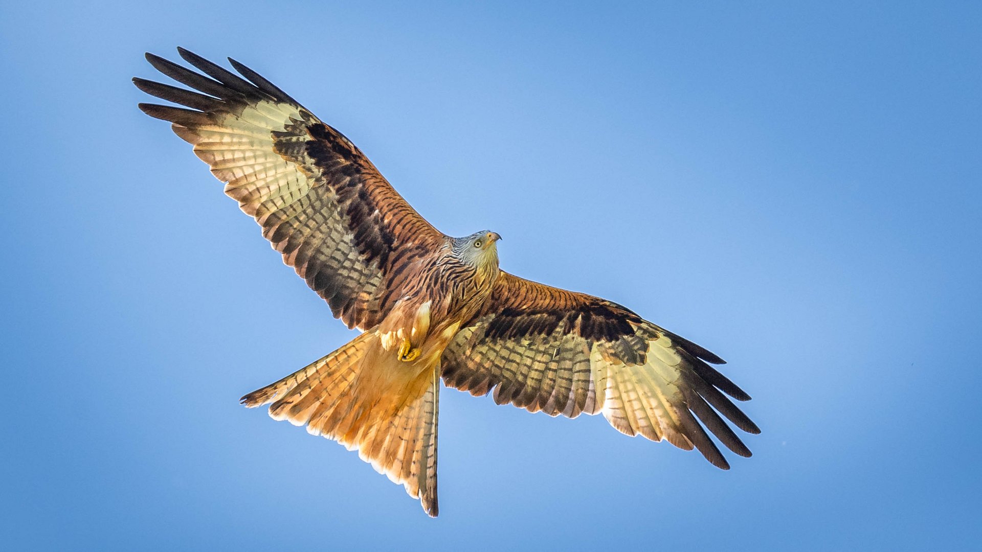 Rotmilan im Flug