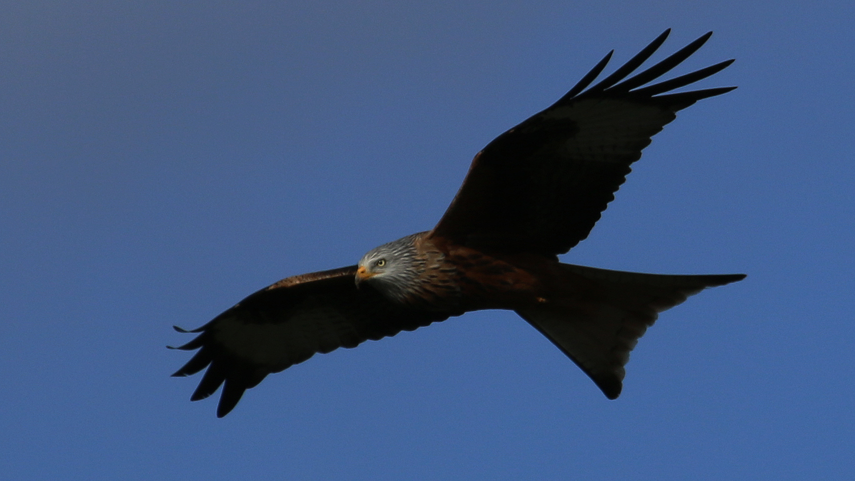 Rotmilan im Flug