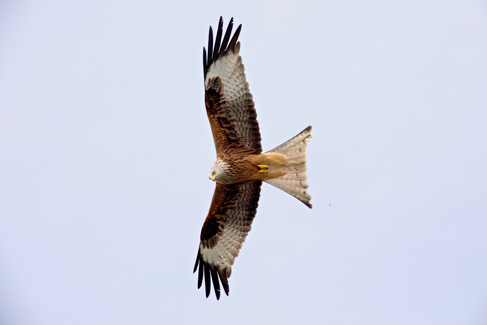 Rotmilan im Flug