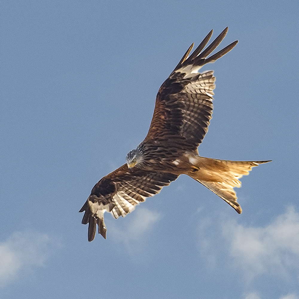 Rotmilan im Flug