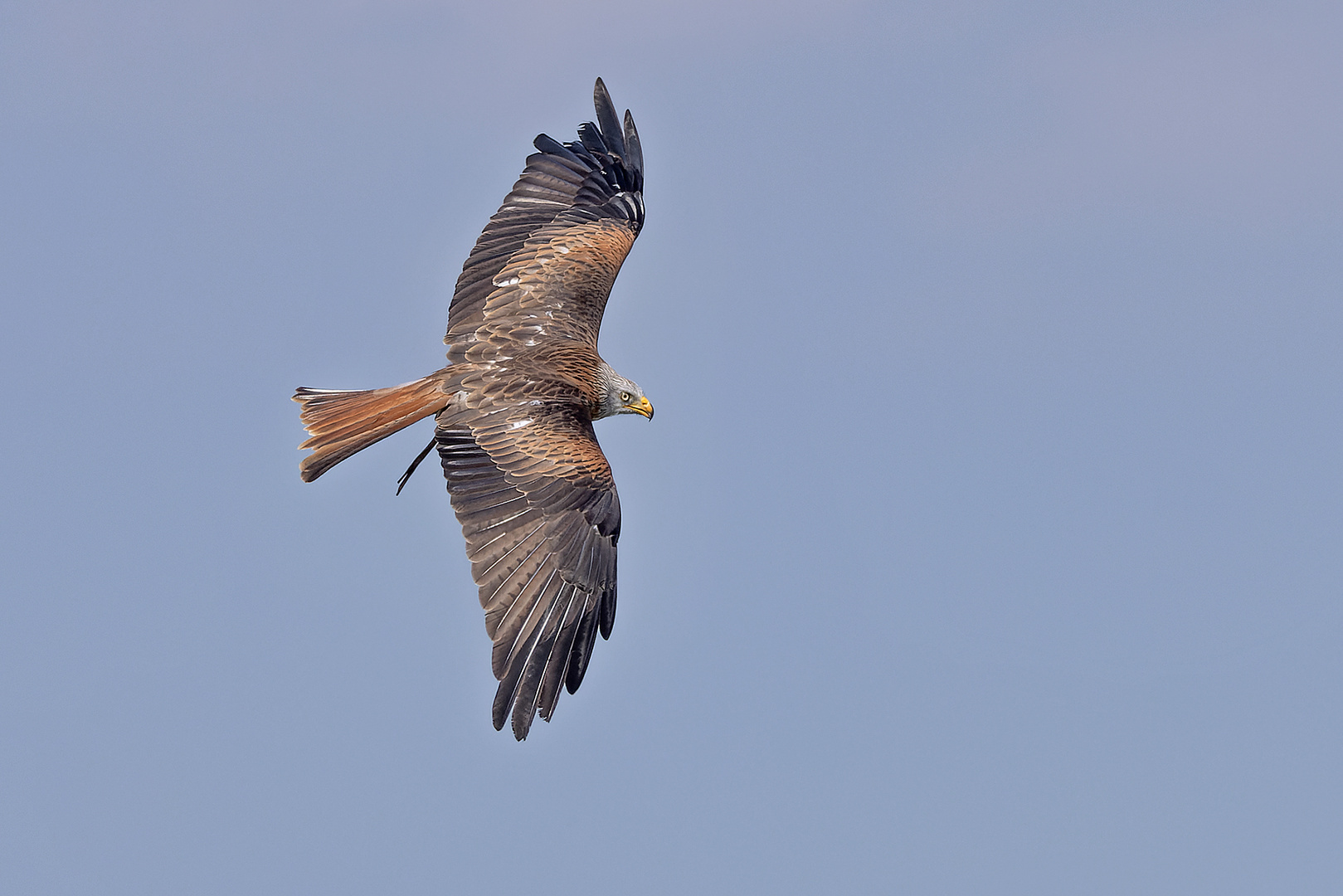 Rotmilan im Flug