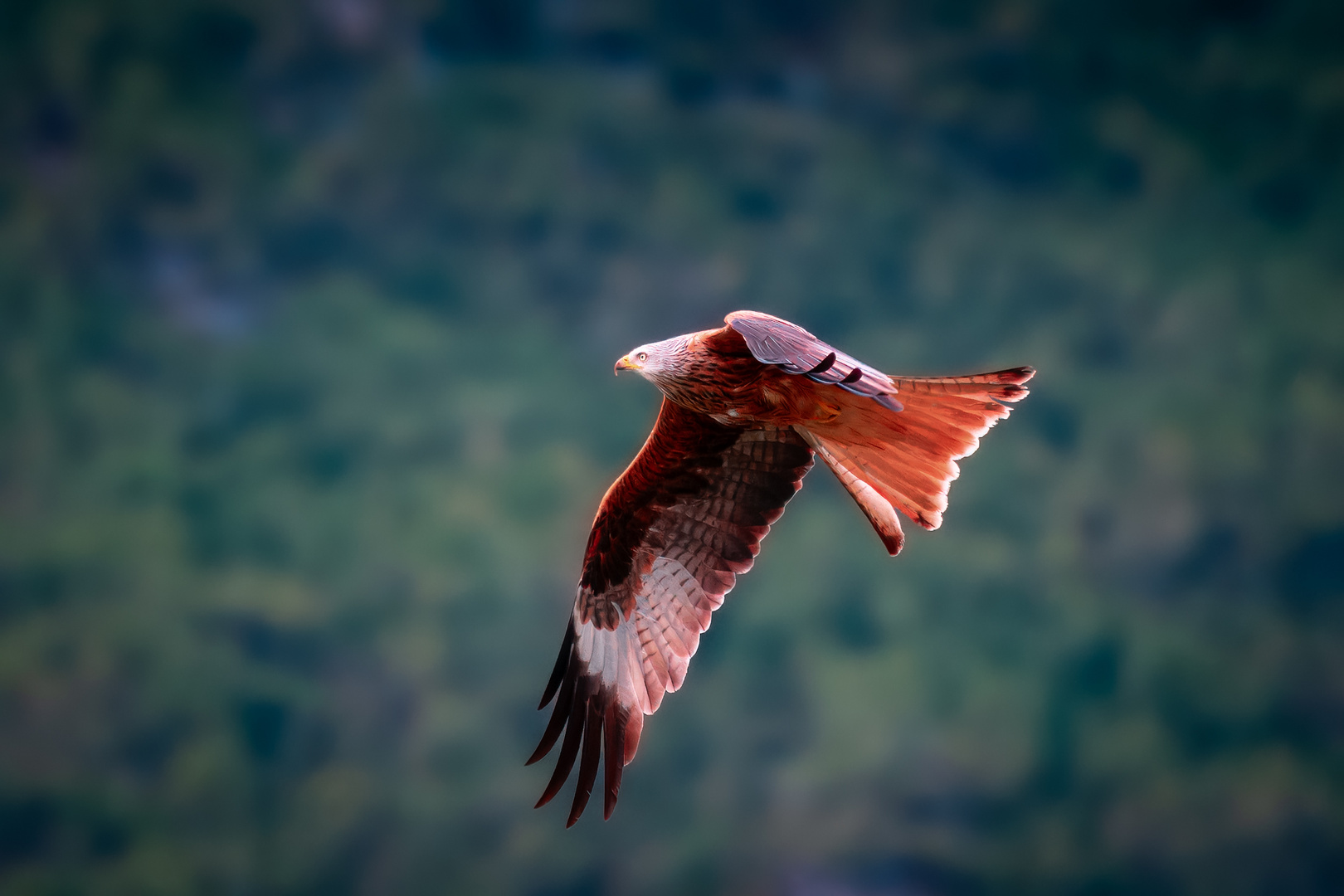 Rotmilan im Flug