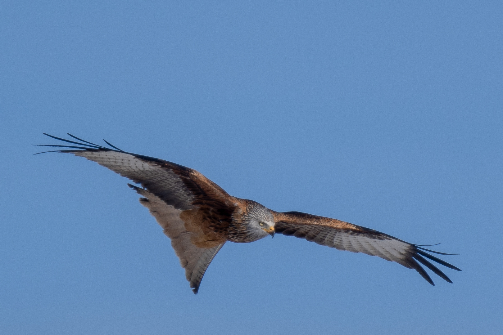 Rotmilan im Flug 