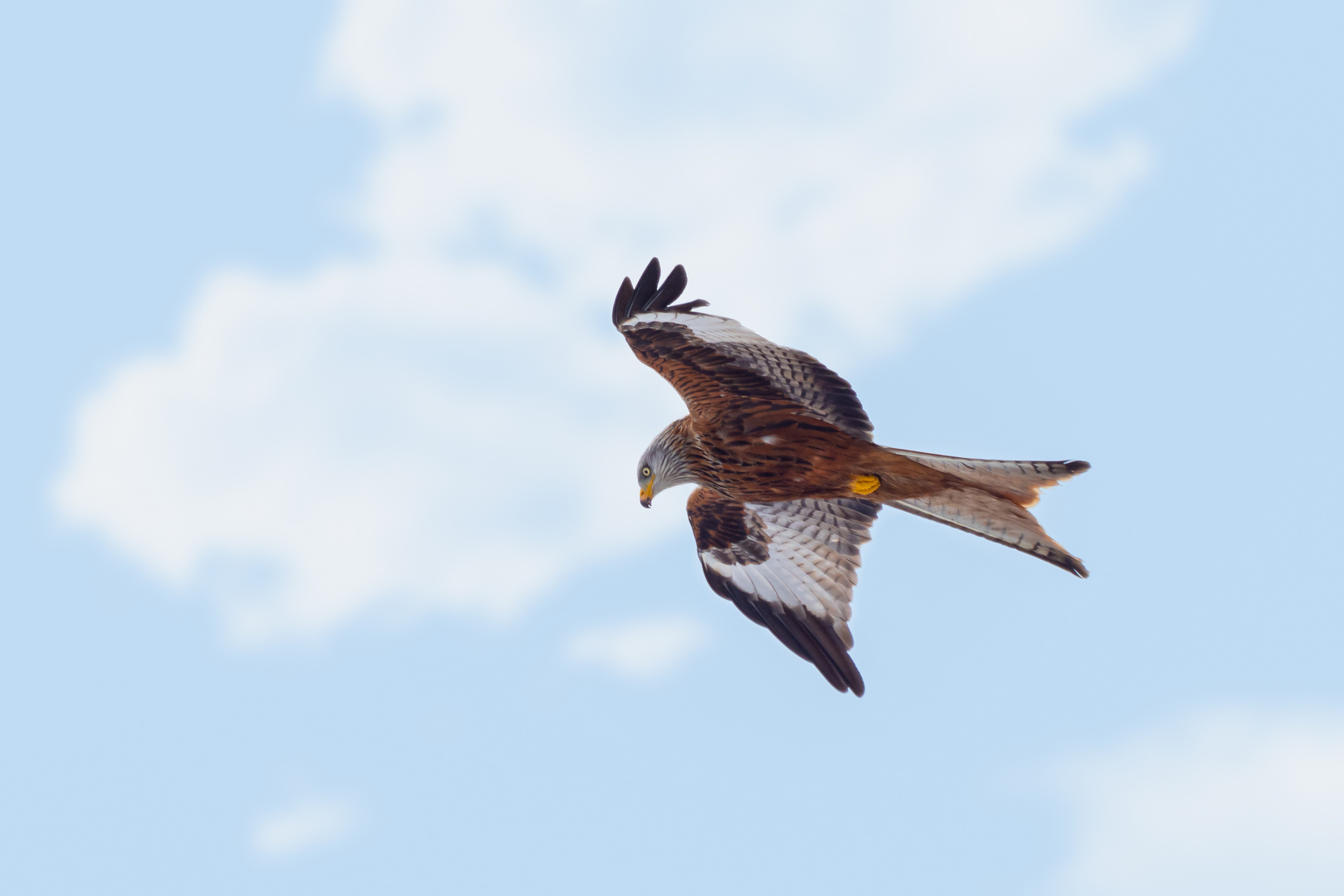 Rotmilan im Flug