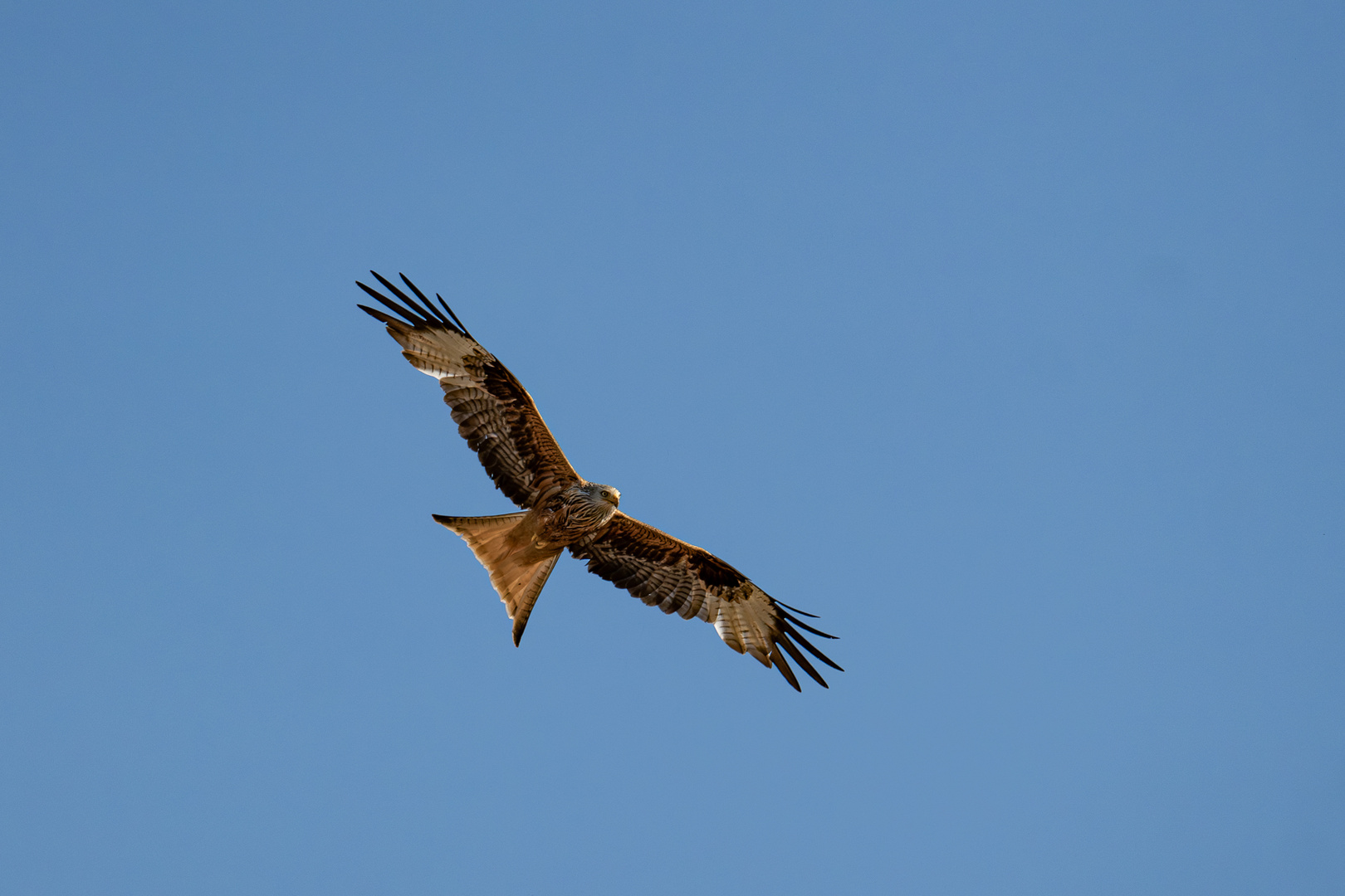 Rotmilan im Flug