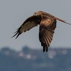 Rotmilan im Flug ...