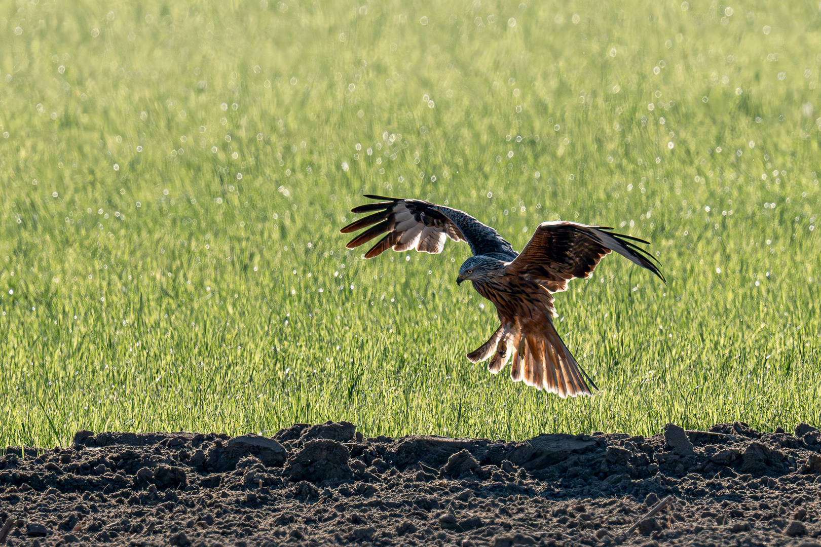 Rotmilan im Flug