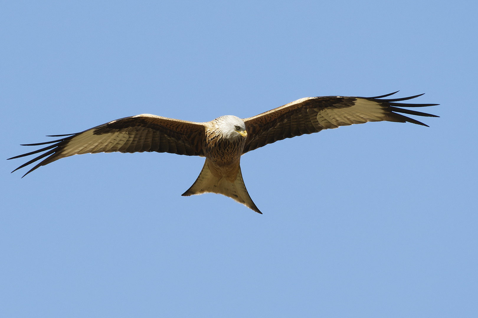 Rotmilan im Flug