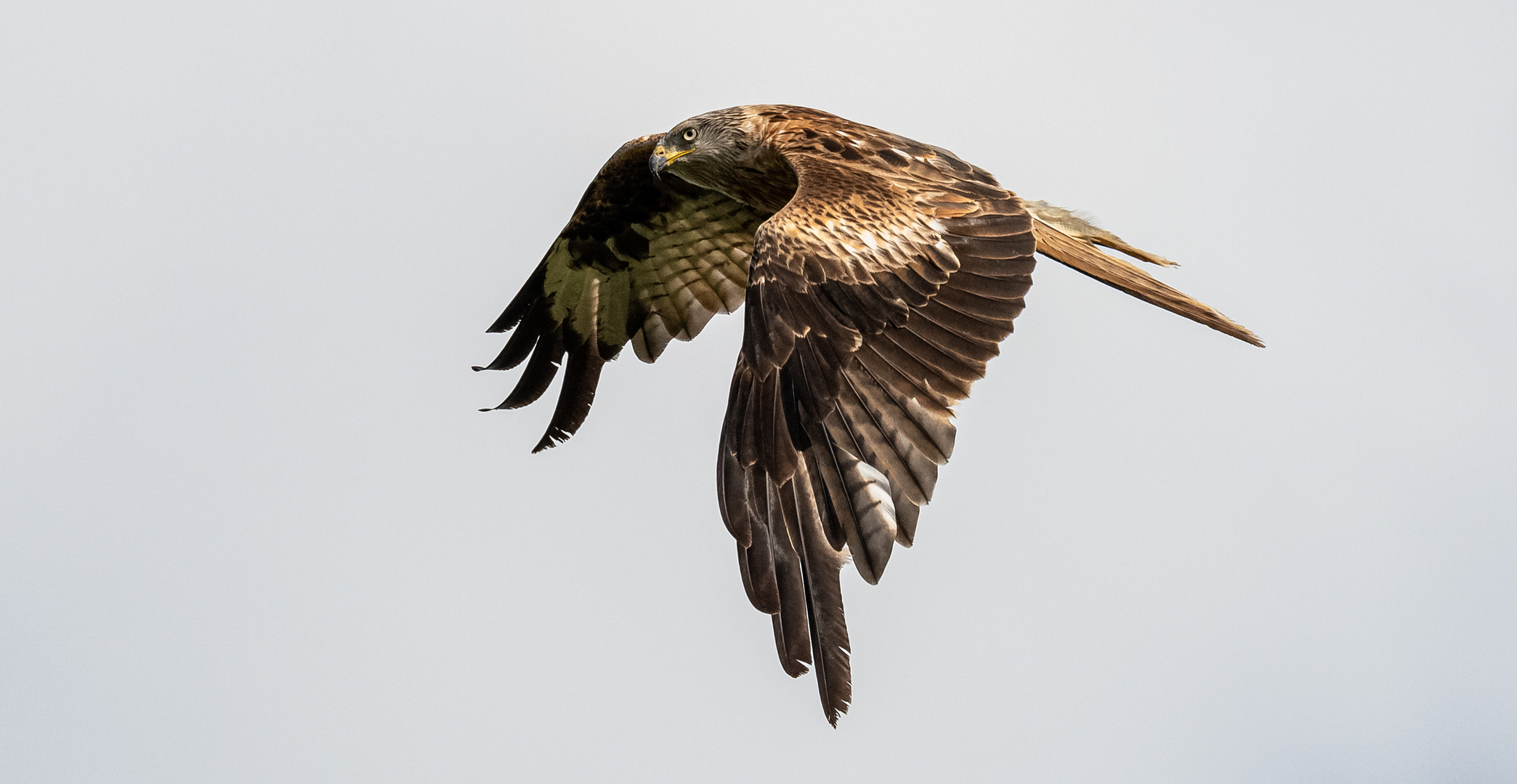 Rotmilan im Flug ...