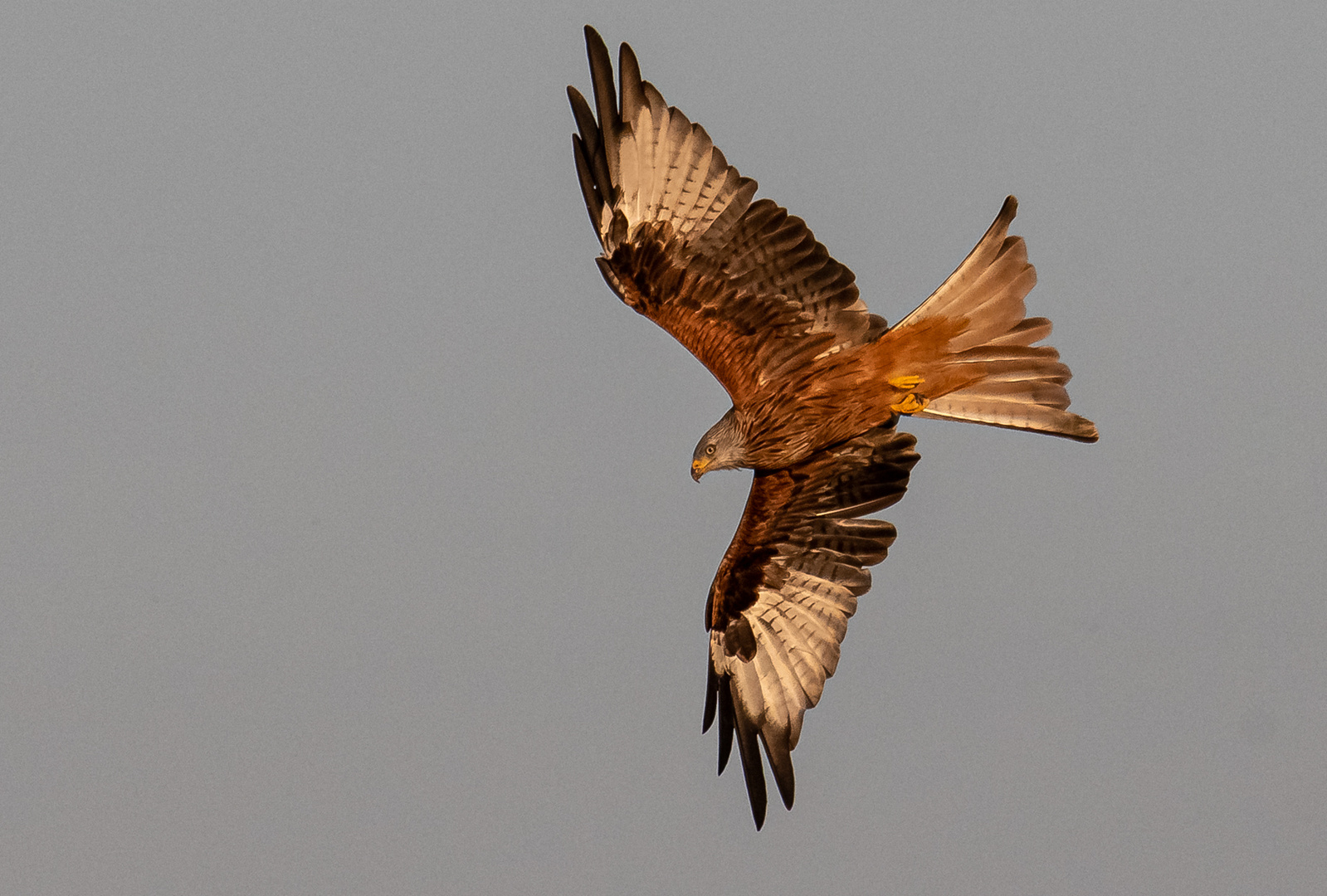 Rotmilan im Flug im späten Abendlicht ...