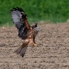 Rotmilan im Flug kurz vor der Landung