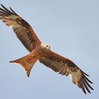 Rotmilan im Gleitflug