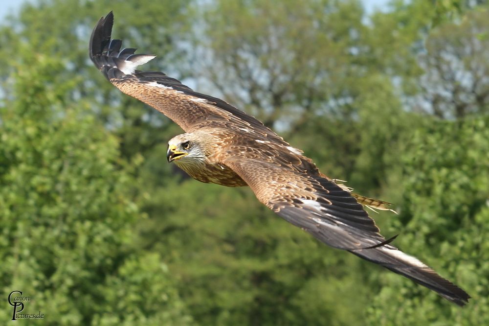 Rotmilan im Segelflug