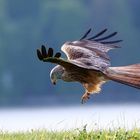 Rotmilan im Suchflug