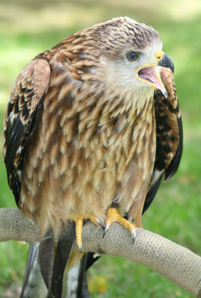 Rotmilan im Wildpark Hellenthal