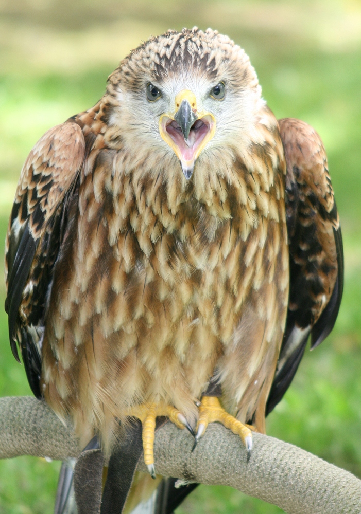 Rotmilan im Wildpark Hellenthal