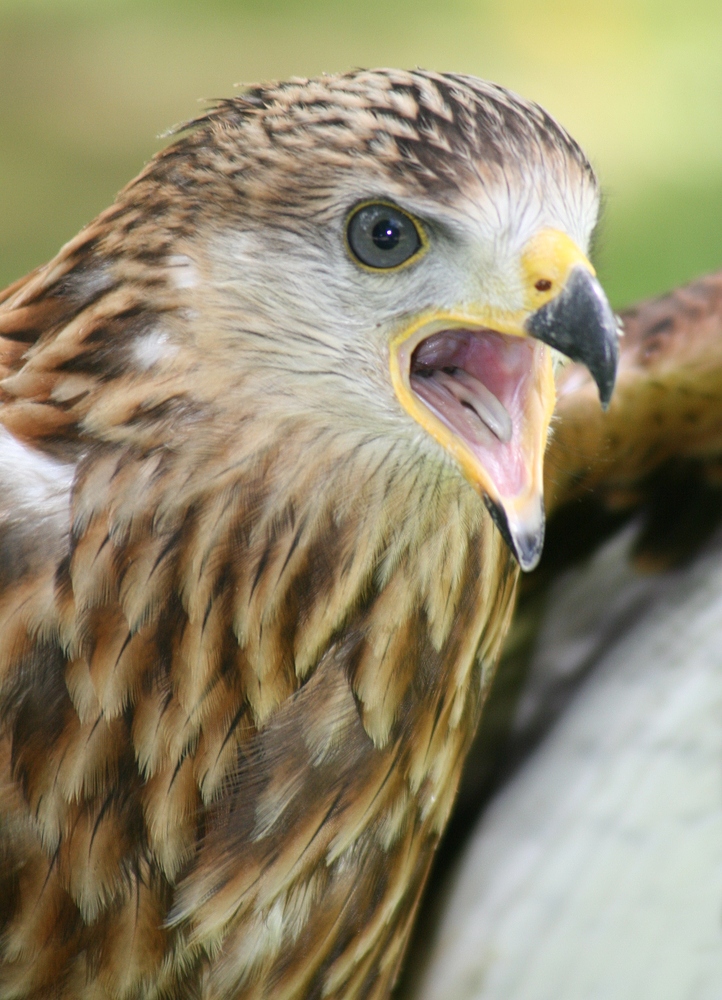 Rotmilan im Wildpark Hellenthal