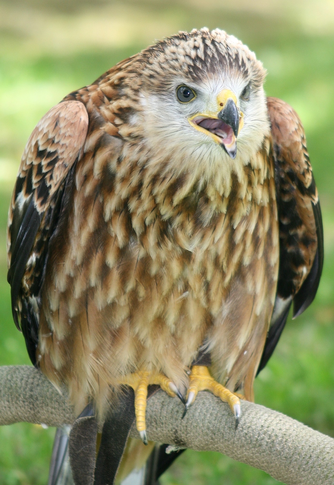 Rotmilan im Wildpark Hellenthal