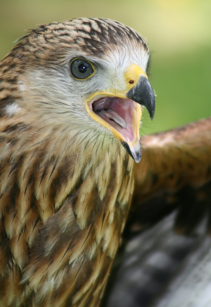 Rotmilan im Wildpark Hellenthal