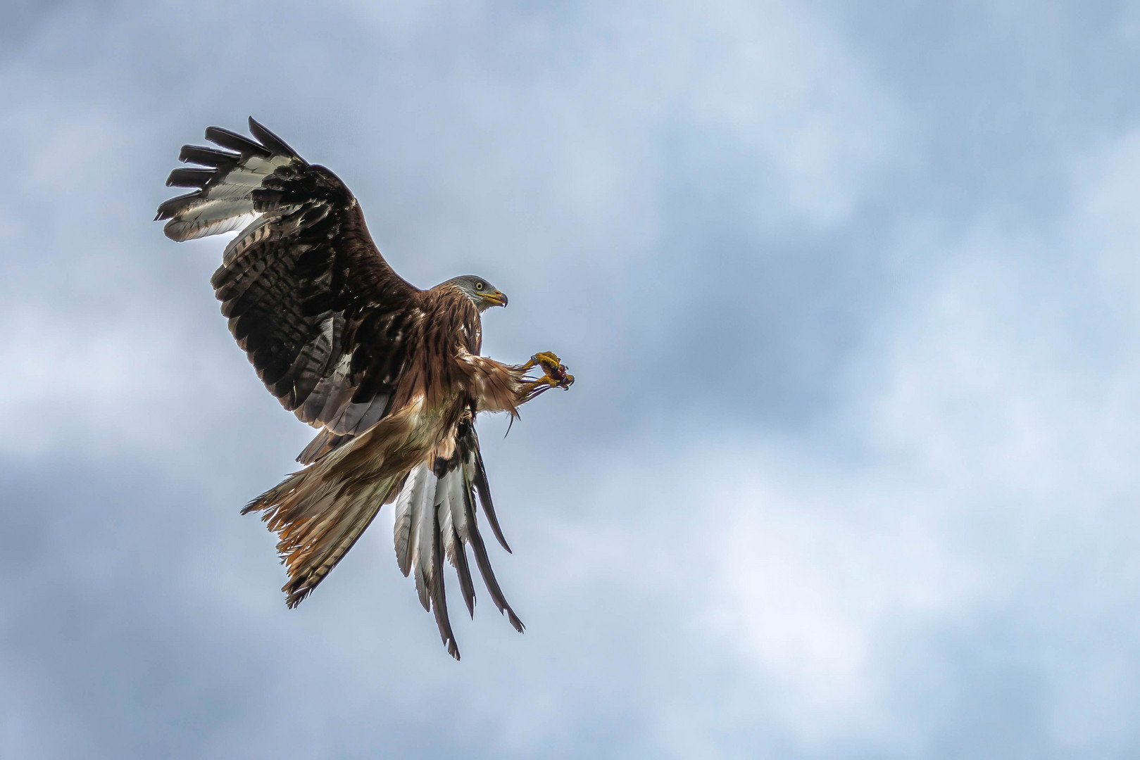 Rotmilan in Aktion / Red kite in action