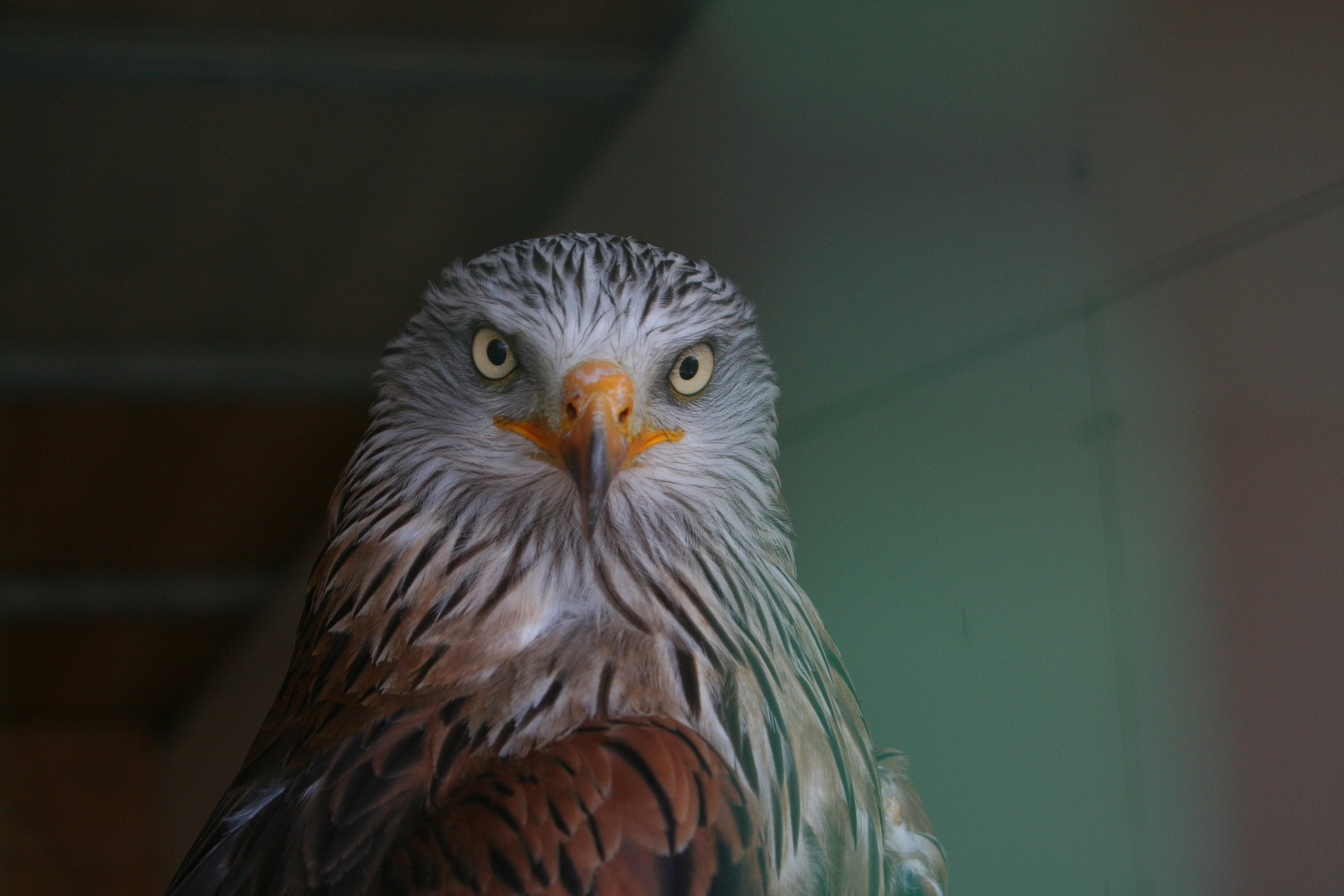 Rotmilan in Bregenz in einer Vogelwarte auf dem Pfänder LEIDER KEIN WILDLIFE