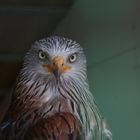 Rotmilan in Bregenz in einer Vogelwarte auf dem Pfänder LEIDER KEIN WILDLIFE