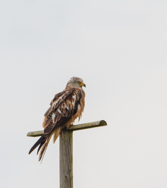 Rotmilan Jungvogel