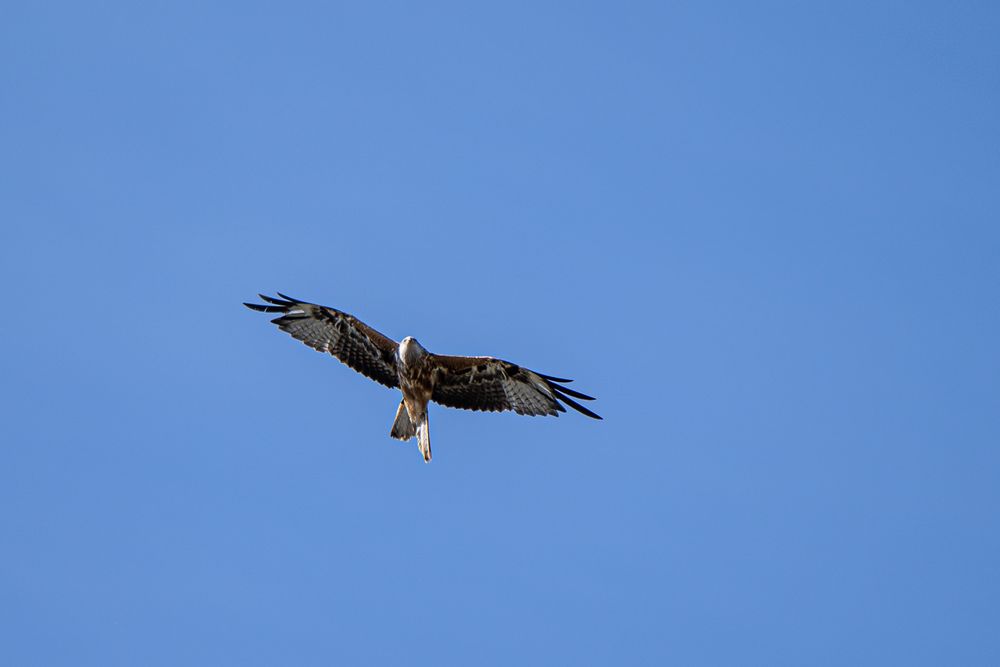 Rotmilan Jungvogel