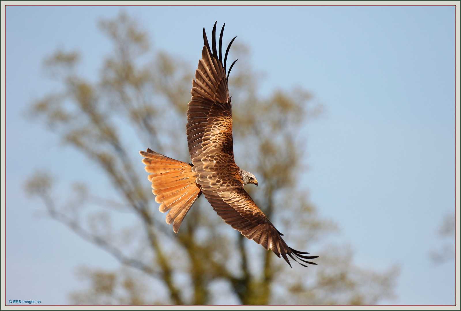 Rotmilan Milan Royal 2018-04-18 1474 Red kite ©