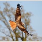 Rotmilan Milan Royal 2018-04-18 1474 Red kite ©