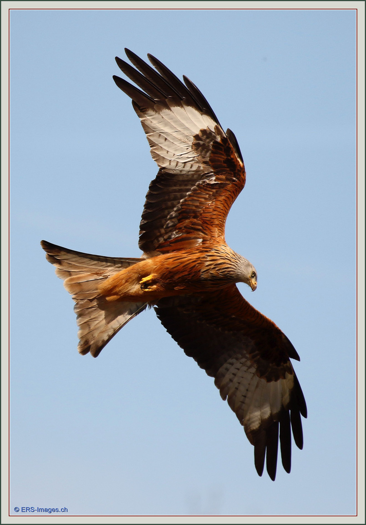 Rotmilan Milan Royal 2018-04-18 1664 Red Kite ©