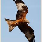 Rotmilan Milan Royal 2018-04-18 1664 Red Kite ©