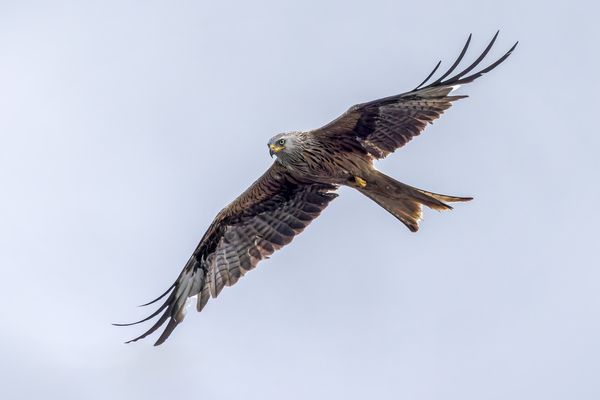   Rotmilan (Milvus milvus)