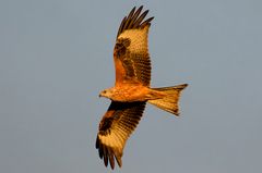 Rotmilan (Milvus milvus)  im Abendlicht