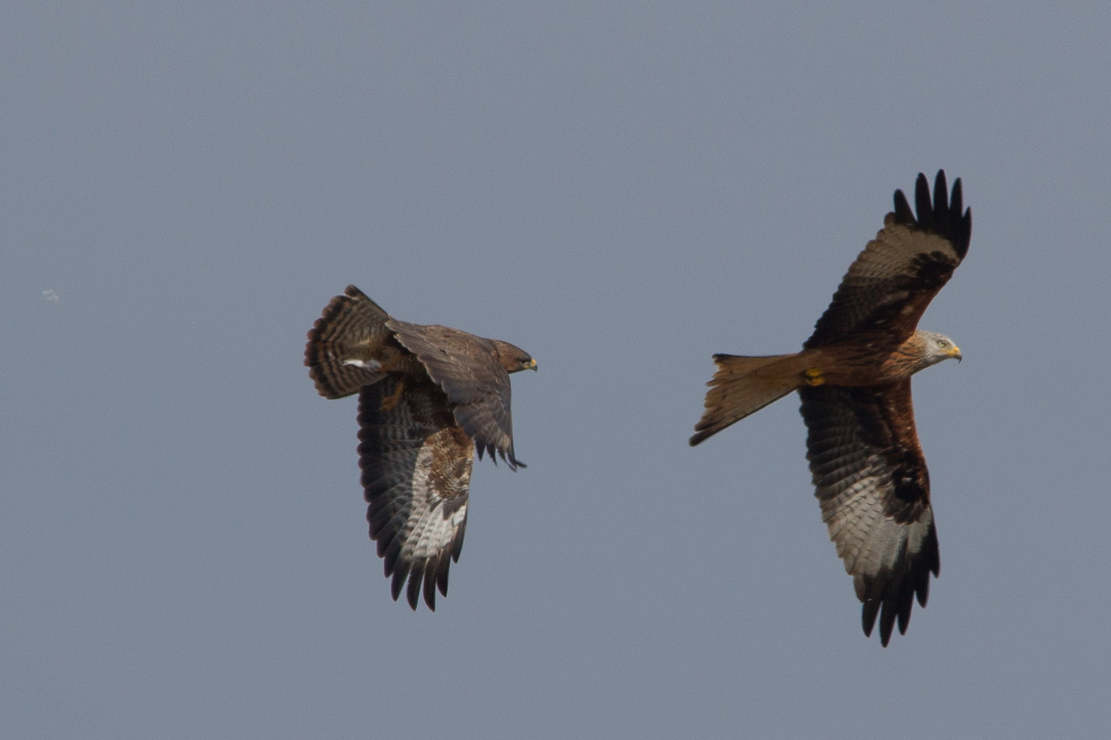 Rotmilan mit Bussard