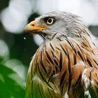 Rotmilan nach dem Regen auf einem Baumstumpf 