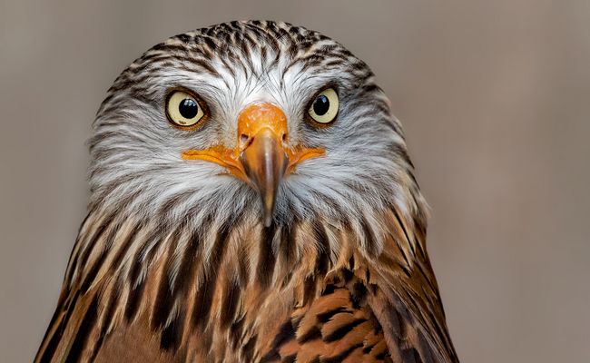 Rotmilan-Portrait 001