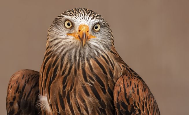 Rotmilan-Portrait 008