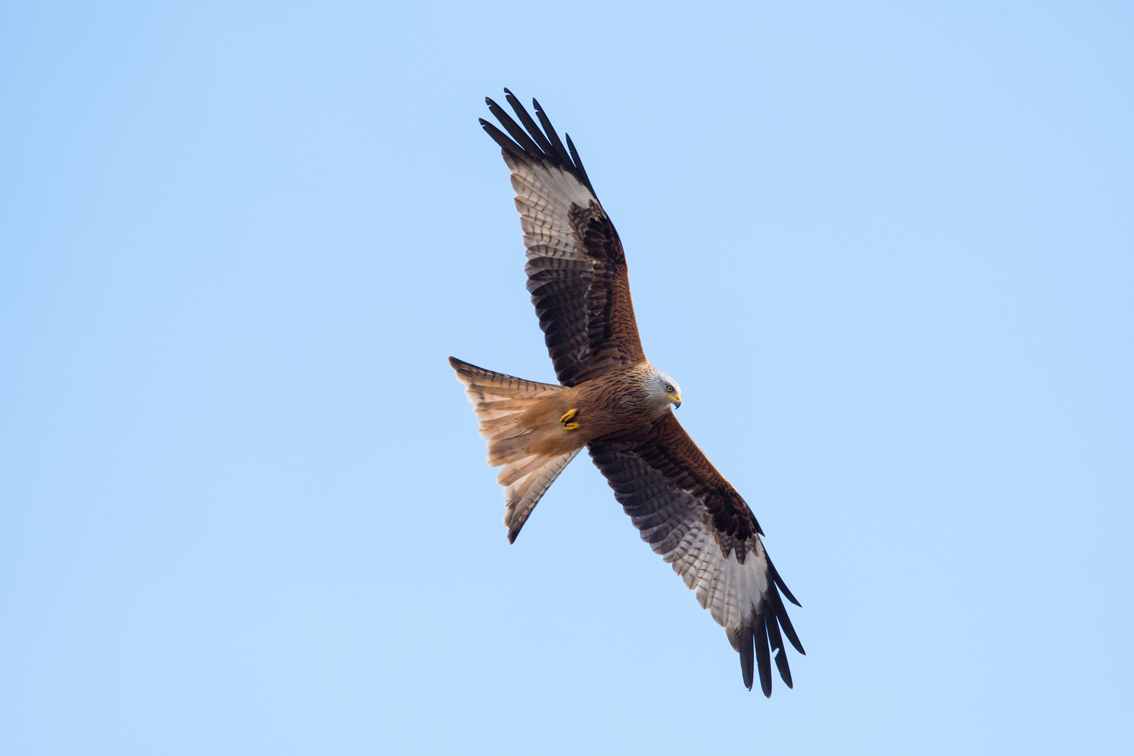 Rotmilan / Red Kite