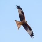 Rotmilan / Red Kite