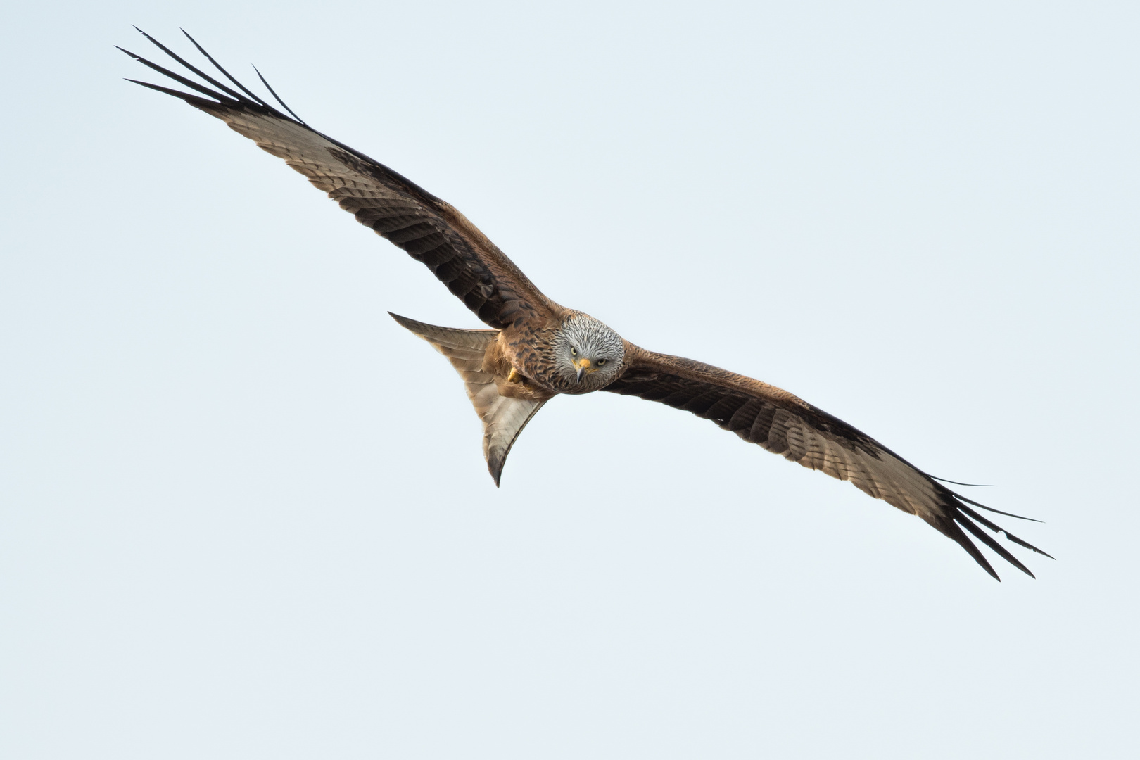 Rotmilan / Red Kite