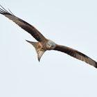 Rotmilan / Red Kite