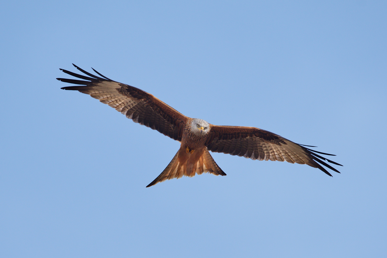 Rotmilan / Red Kite