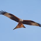 Rotmilan / Red Kite