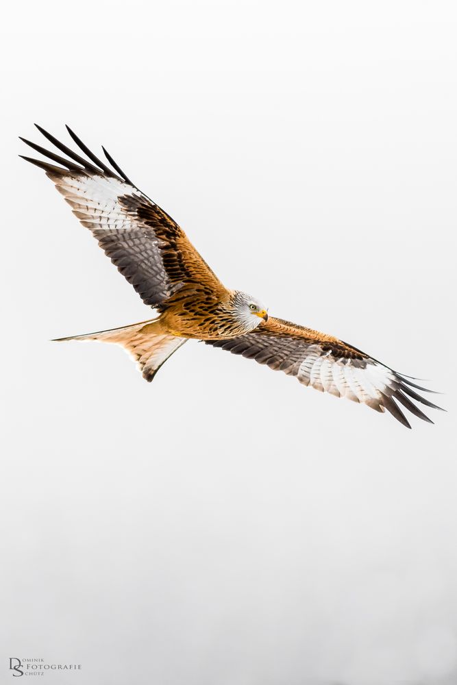 Rotmilan - Red Kite (Milvus milvus)